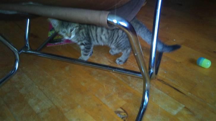 Huskat Pelle - <3 <3 billede 14