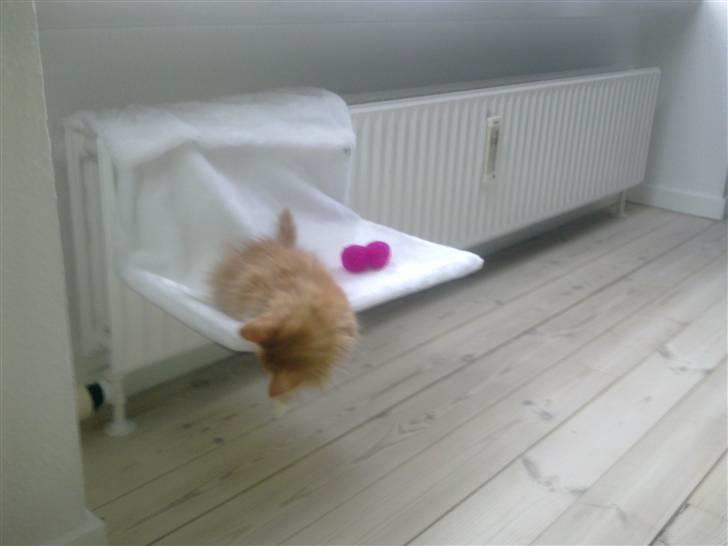 Norsk Skovkat **Sofie** billede 16