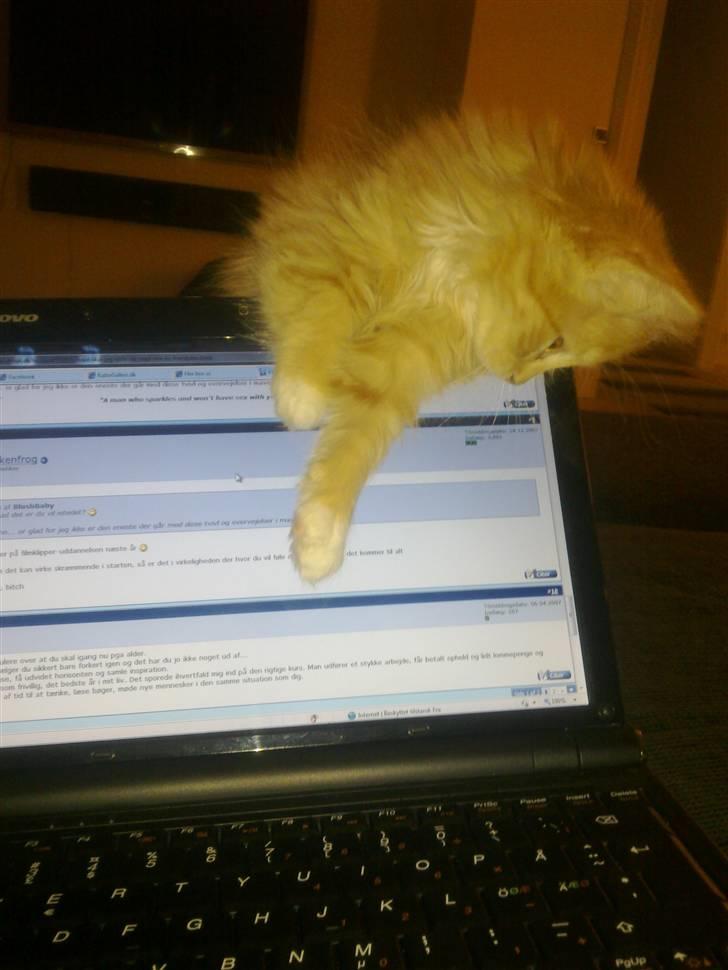 Norsk Skovkat **Sofie** billede 17