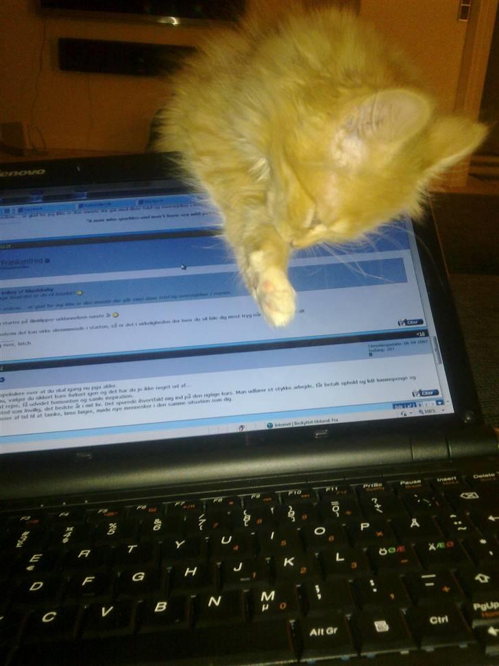 Norsk Skovkat **Sofie** billede 18