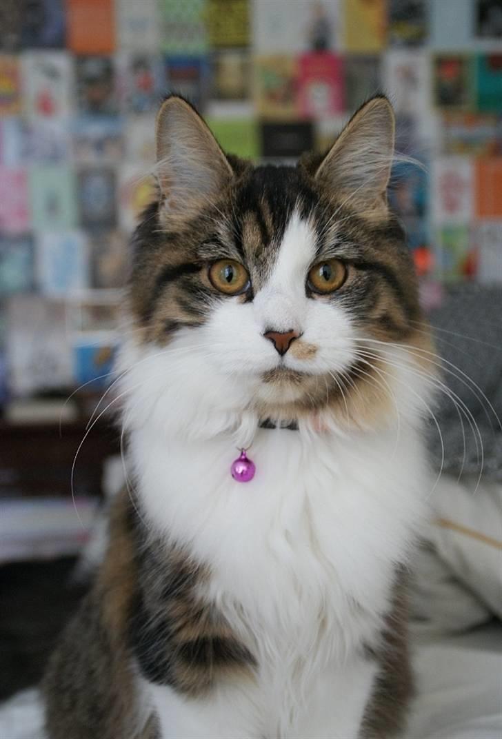 Blanding af racer Malou - Maloupigen <3 billede 1