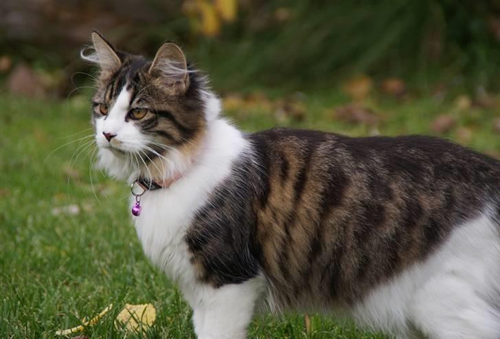 Blanding af racer Malou - Malou på den lokale fodboldbane, hun vil være med når jeg lufter kaniner i sele ;-) billede 4