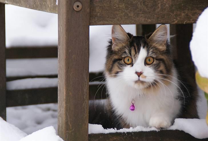 Blanding af racer Malou billede 5