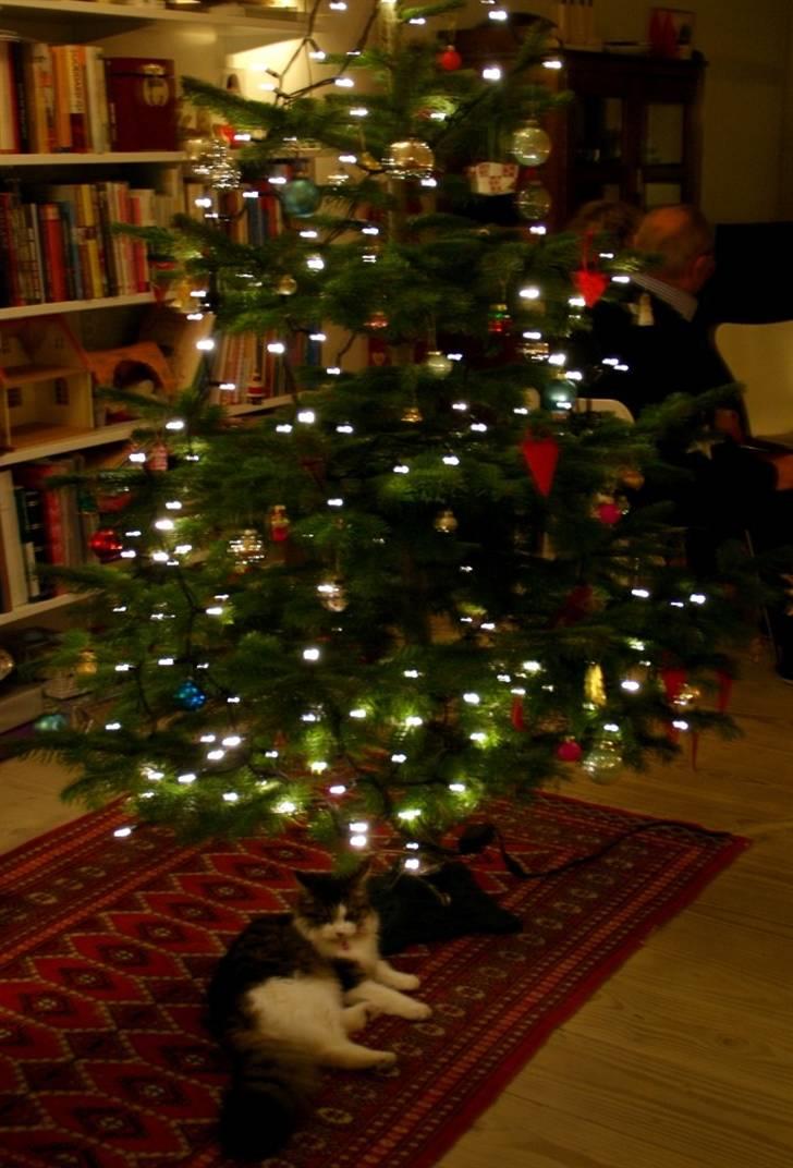 Blanding af racer Malou - Juleaften 2010 <3 det var såååå svært at lade træet være! billede 6
