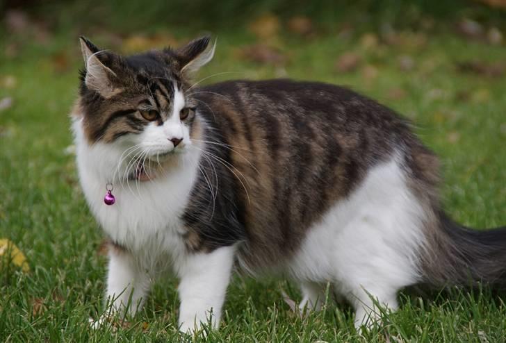 Blanding af racer Malou billede 7