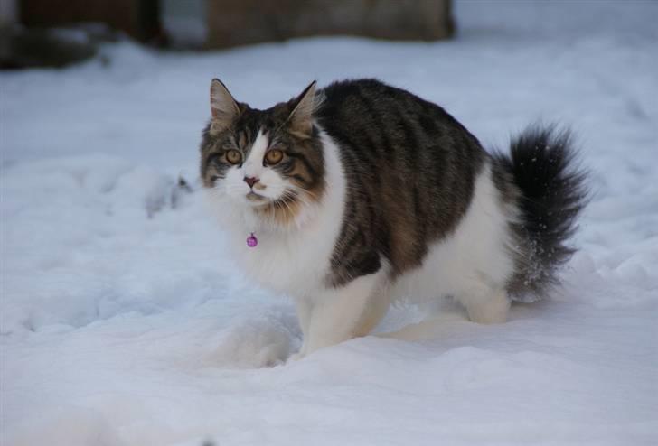 Blanding af racer Malou - Malous første sne :-) billede 3