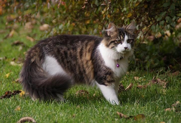 Blanding af racer Malou billede 8