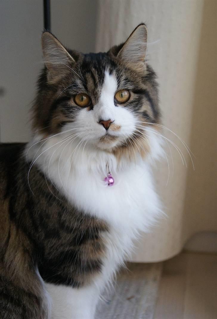 Blanding af racer Malou billede 9