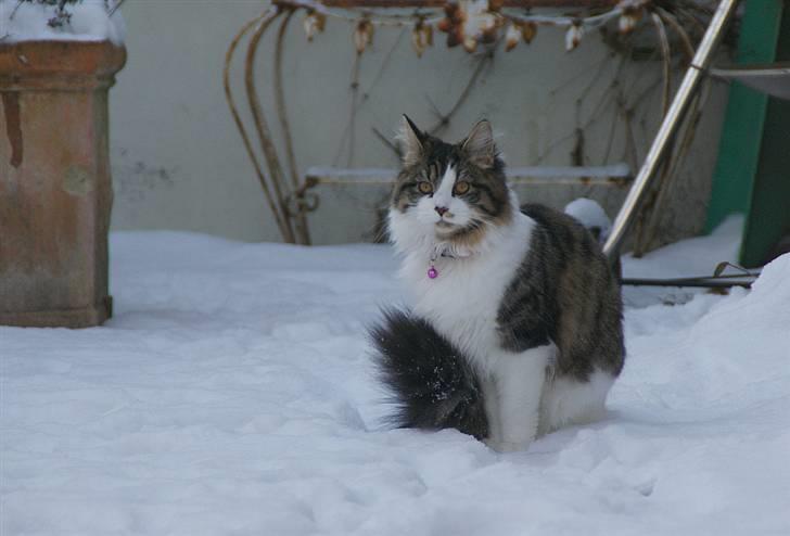 Blanding af racer Malou billede 10