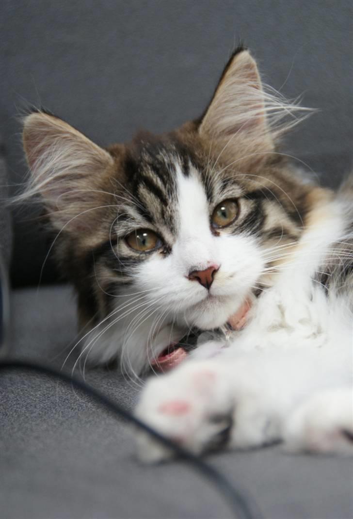 Blanding af racer Malou - 12 uger :-) billede 11