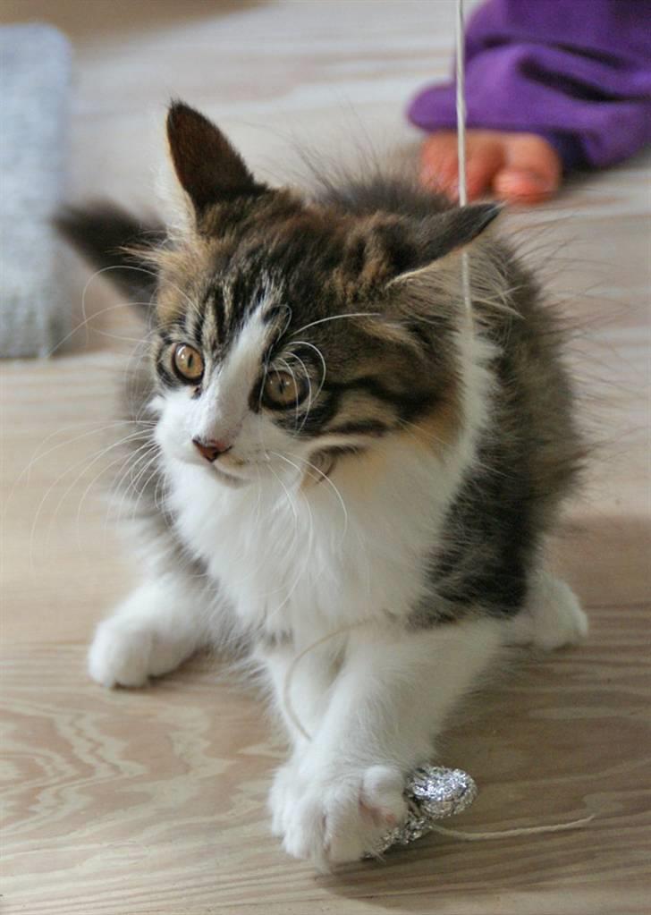 Blanding af racer Malou - 12 uger, leger med sølvpapir ;-) billede 12