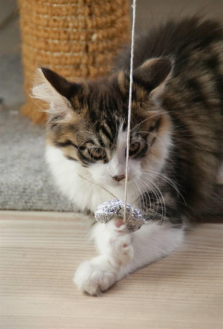 Blanding af racer Malou - 12 uger, leger med sølvpapir ;-) billede 13