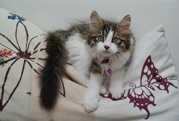 Blanding af racer Malou - 12 uger, den bedste måde at ligge på ;-) billede 14