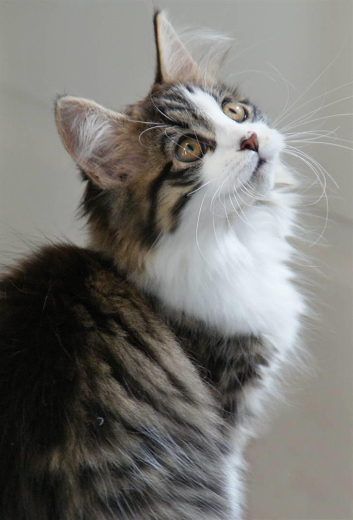 Blanding af racer Malou billede 15