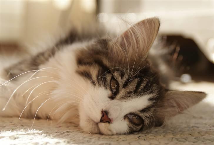 Blanding af racer Malou billede 16