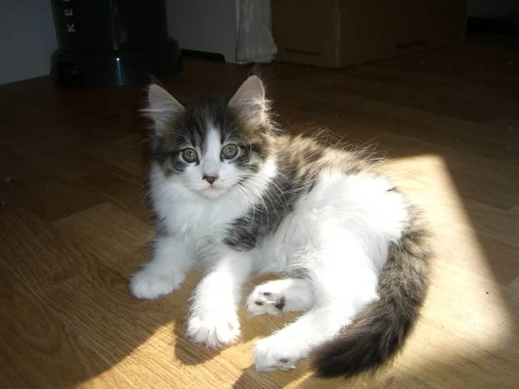 Blanding af racer Malou - 5 uger, hos opdrætter. billede 17