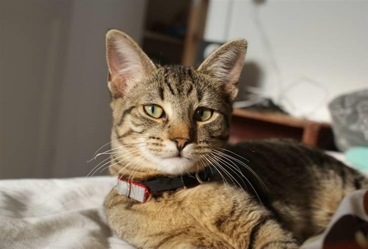 Blanding af racer Kelly billede 2