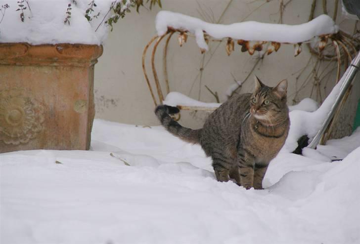 Blanding af racer Kelly - I sneen billede 3