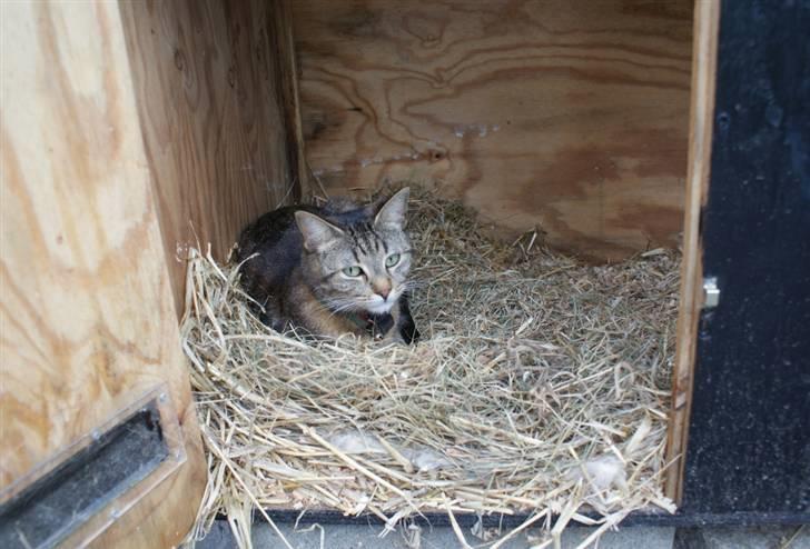 Blanding af racer Kelly - Kelly putter i kaninburet. billede 4