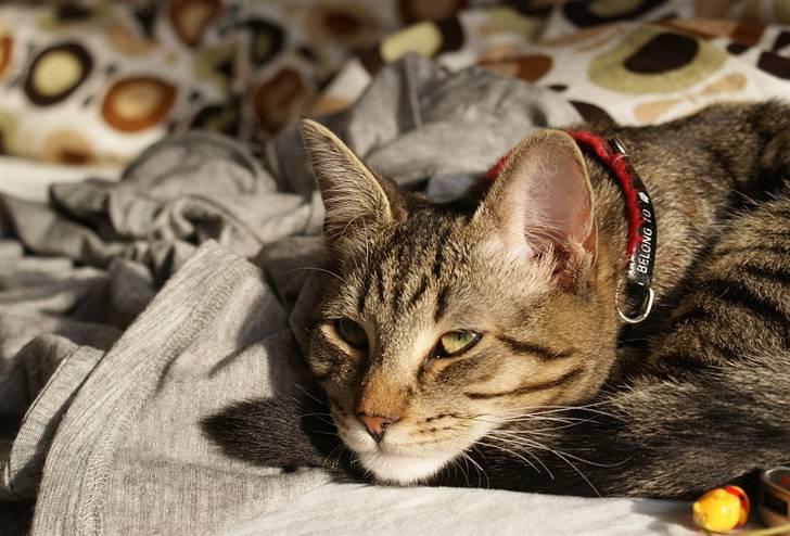 Blanding af racer Kelly billede 5