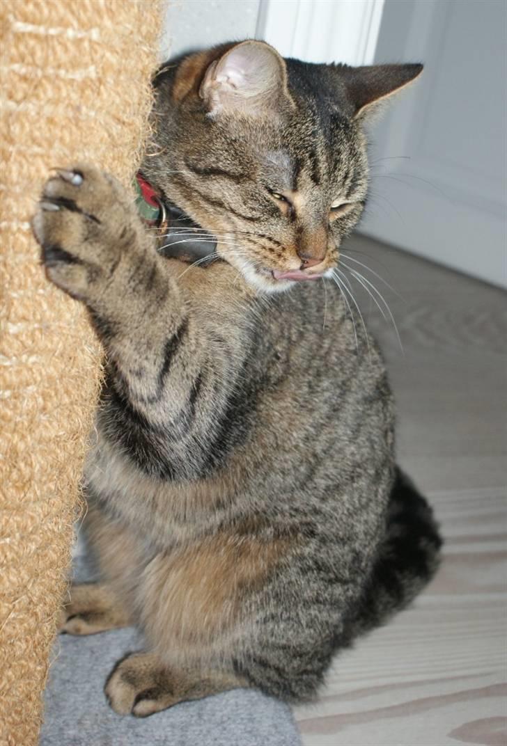 Blanding af racer Kelly - Min smukke kat ;-) billede 6