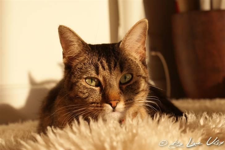 Blanding af racer Kelly - Ligger og putter på lammeskindet i solen. billede 7