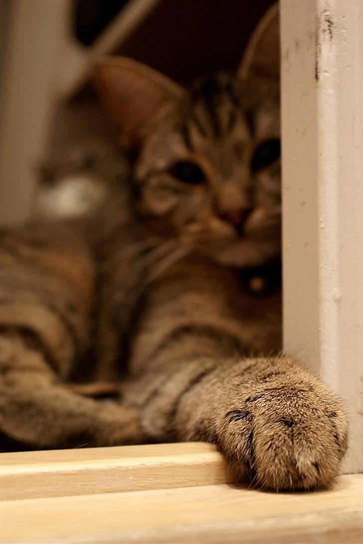 Blanding af racer Kelly billede 8