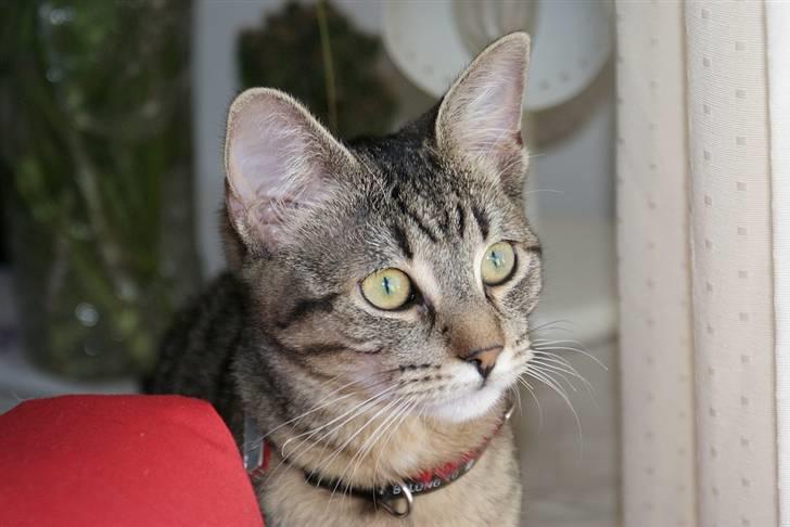 Blanding af racer Kelly billede 10