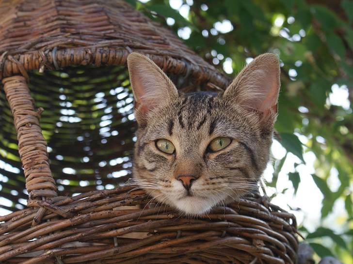 Blanding af racer Kelly - Ligger i foderkassen til fuglene og venter på at middagen serverer sig selv ;-) billede 11