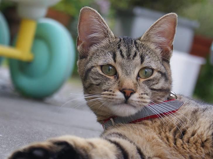 Blanding af racer Kelly billede 12