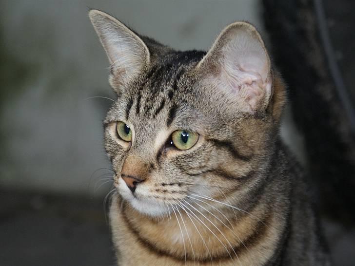 Blanding af racer Kelly billede 13