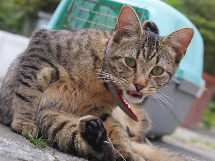 Blanding af racer Kelly billede 14