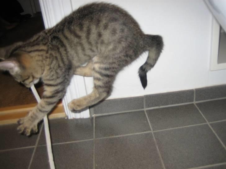 Blanding af racer Kelly - Kelly som lille, leger med snørrebånd billede 15