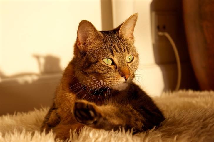 Blanding af racer Kelly billede 16