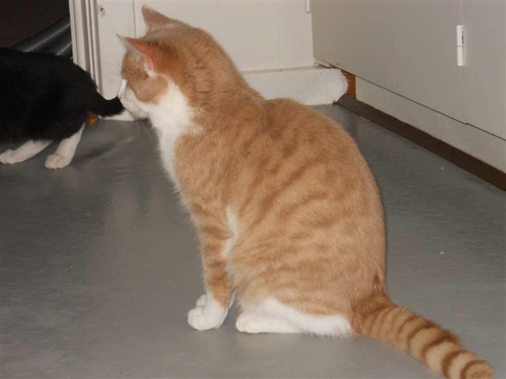 Huskat Sally ( måske Drægi ) - Velkommen billede 1