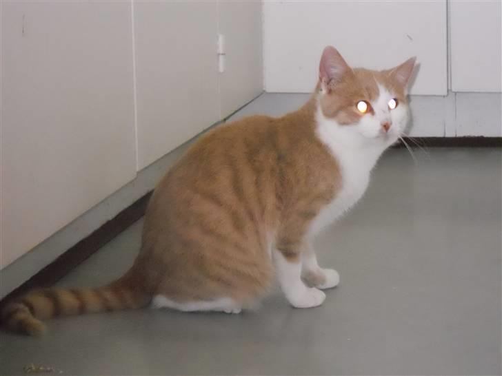 Huskat Sally ( måske Drægi ) - ja et ret godt billede billede 2