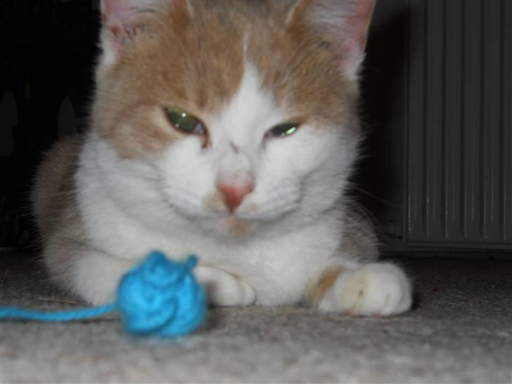 Huskat Sally ( måske Drægi ) - hun leger vist lige lidt billede 3