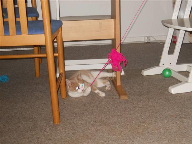 Huskat Sally ( måske Drægi ) - leg leg og atter leg billede 4