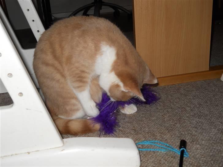 Huskat Sally ( måske Drægi ) - leg igen  billede 5