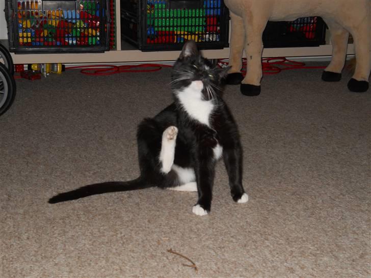 Huskat Selina. R.I.P billede 4