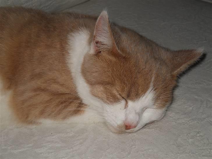 Huskat Sally ( måske Drægi ) billede 6