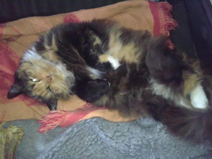 Blanding af racer Pjuske billede 13