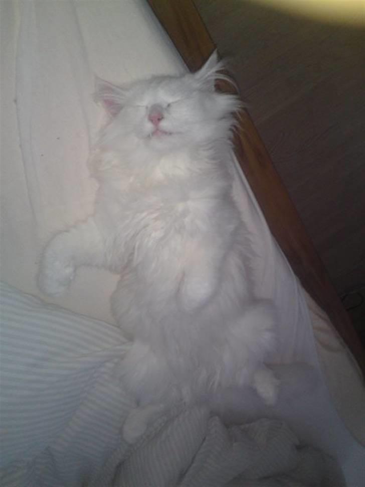 Norsk Skovkat DK Smithstone's Gaffi billede 10