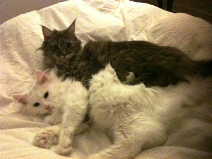 Norsk Skovkat DK Smithstone's Gaffi billede 12