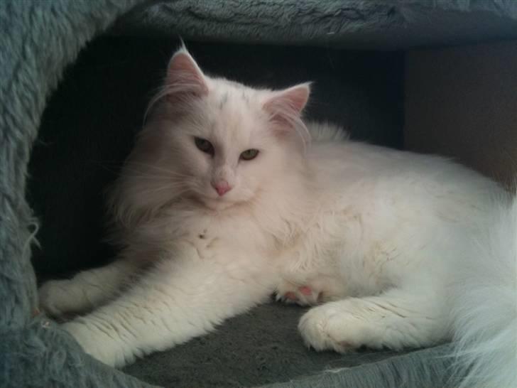 Norsk Skovkat DK Smithstone's Gaffi billede 13