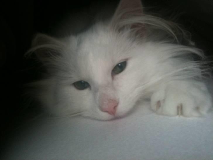 Norsk Skovkat DK Smithstone's Gaffi billede 14