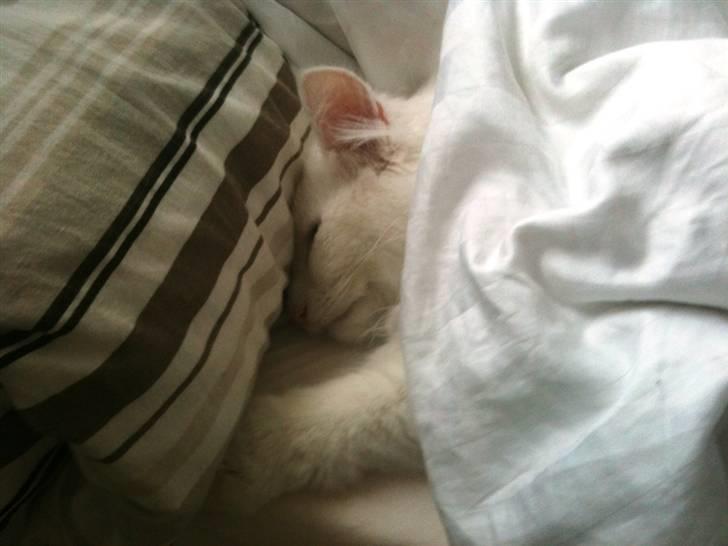 Norsk Skovkat DK Smithstone's Gaffi billede 15