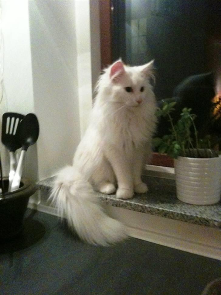 Norsk Skovkat DK Smithstone's Gaffi billede 16