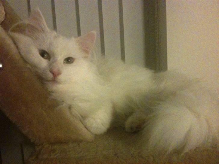 Norsk Skovkat DK Smithstone's Gaffi billede 17