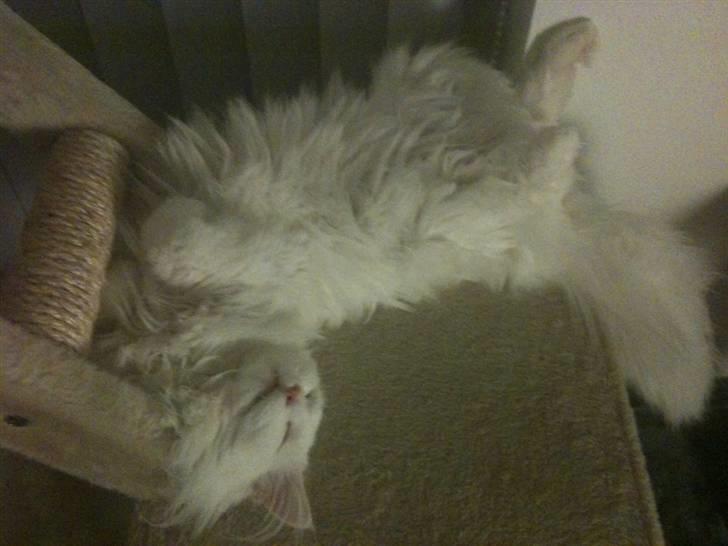 Norsk Skovkat DK Smithstone's Gaffi billede 18